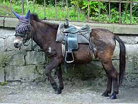 Esel an seiner Bergstation